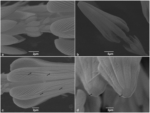 Figure 2. SEM micrographs of Trogoderma granarium hastisetae: (A) detail of the shaft between the ultimate rosette and the head of the hastiseta showing the set of irregular scales; (B) head of the hastiseta, frontal-lateral view; (C) detail of the longitudinal processes of the head of the hastiseta showing the knurls and the longitudinal depression (black arrows); (D) frontal view of the head the hastiseta illustrating the apical circular depression (black arrows).