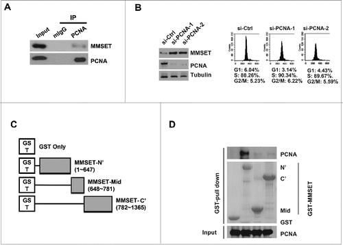 Figure 3. MMSET interacts with PCNA via its N-terminus and PCNA depletion promotes MMSET stability. (A) U2OS cells were immunoprecipitated with PCNA or mouse IgG and the resulting samples were examined for MMSET or PCNA by western blot. (B) Left: T98G cells were transfected with the indicated siRNAs and synchronized in S phase by the serum starvation and release method. Lysates were prepared 48 hours later and examined for the indicated proteins. Right: cell-cycle profiles of the samples. (C) Schematic representation of MMSET fragments used for the GST pull-down assay. (D) A GST-pull down assay was carried out between purified PCNA and GST-MMSET fragments. Coomassie blue staining shows GST fusion proteins used in the pull-down assay (middle). Data shown are representative of 3 independent experiments.