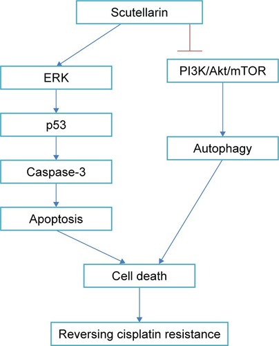 Figure 7 Scutellarin reverses cisplatin resistance in glioma cells through regulating the ERK/p53/caspase-3 and PI3K/Akt/mTOR pathways.
