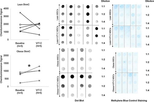 Figure 3. Effects of the epigenetic modulator vitamin C (VIT-C) on genomic 5hmC in Lean (solid lines) and Obese (dashed lines) MSCs. VIT-C increased genomic 5hmC in Obese MSCs, but did not change 5hmC in Lean MSCs. *p ≤ 0.05 vs. baseline