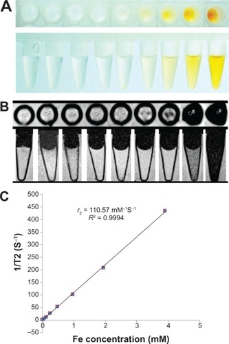 Figure 3 T2 relaxivity coefficient (r2) stability test of SPION@dSiO2.Notes: (A) Photograph of SPION@dSiO2 aqueous solutions with different Fe concentrations, from 0 to 3.9 mmol/L. T2-MR images of SPION@dSiO2 (B) in deionized water, obtained by using a 3.0 T clinical MR imaging instrument. (C) Inverse transverse relaxation times (1/T2) versus Fe concentration. The slope indicates that the T2 relaxivity coefficient (r2) =110.57 mM−1·s−1.Abbreviations: SPION, superparamagnetic iron oxide nanoparticles; MR, magnetic resonance.