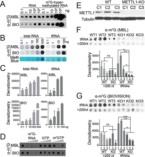 Figure 5. Global detection of m7G in tRNA by dot blot. (a) sensitivity of MBL and biovision (BIO) anti-m7G antbodies at detecting m7G in total RNA. m7G-hypermethylated RNA was used as a control. (b) quantitative detection of m7G-modified RNAs in increasing levels of total RNA and tRnas from the human cell line PC3 using MBL and biovision (BIO) anti-m7G antibodies. One replicate for each condition is shown in the upper panel. Methylene blue staining is used as loading control. (c) bar plots represent densitometry quantification of signal intensity (in arbitrary units) using ImageJ software, normalized to methylene blue. Mean ± SD is represented (n = 3). (d) evaluating the specificity of MBL and biovision anti-m7G antibodies by competing with m7G-hypermethylated RNA (m7G-RNA at 20 μg, 200 μg, and 1000 μg), m7GTP (at 1 μg, 2 μM, and 4 μM) and GTP (at 1 μM, 2 μM, and 4 μM). E) METTL1 protein expression levels in single-cell derived clones of PC3 control (WT) and PC3 METTL1 KO cell lines. Tubulin was used as loading control. e, f) dot blot assay of tRnas and large RNAs (>200 nt) from PC3 control (WT) and METTL1 KO cell lines after incubation with MBL (e) and biovision (f) anti-m7G antibodies. Two technical replicates from three biological replicates are shown for every condition. Densitometry quantification is shown at the bottom. Mean ± SD are represented (n = 2). Dotted lines represent average densitometry to all METTL1 KO tRNA samples. Statistics: one-tailed Student’s t-test: *p < 0.05; **p < 0.01; ***p < 0.001.