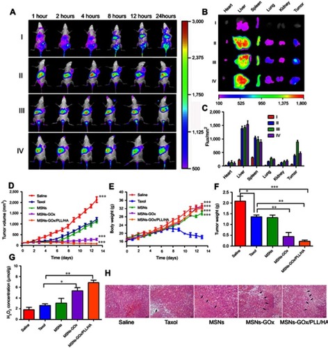 Figure 9 (A) In vivo fluorescence imaging of Heps tumor-bearing mice after intravenous injection with free DiR (I), DiR-loaded MSNs (II), MSNs-GOx/PLL/HA (III) and MSNs-GOx/PLL/HA with pre-injection of the free HA (10 mg/kg) for 1 hour (IV). (B) Fluorescence images of major organs and tumor ex vivo 24 hours post-injection, including heart, liver, spleen, lung, kidney, and tumor. (C) Fluorescence intensity of the DiR signals in different tissues harvested from the mice at 24 hours post-injection. (D) Tumor growth curves. (E) Body weight changes. (F) Average tumor weight after the study. (G) The change of H2O2 concentrations in Heps tumors at 6 hours after injection with different preparation. Data were shown as mean ±SD, (N=6). Significant difference from control: *P<0.05, **P<0.01, ***P<0.001. (H) Representative images of the H&E-stained tumor sections after treatment with different nanoparticles. Black arrows indicate examples of positive tumor suppression with H&E staining. The images were taken at 200× magnification.Abbreviations: MSNs, mesoporous silica nanoparticles; GOx, glucose oxidase; PLL, poly (L-lysine); HA, hyaluronic acid.