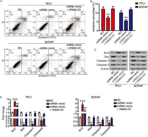 Figure 8 The inhibition of miR-376c-3p on apoptosis was attenuated by DNM3.Notes: (A and B) The apoptosis of TPC1 and BCPAP cells was detected by flow cytometry. (C and D) The expression of apoptosis-related proteins was detected by Western blot. **P<0.01, ***P<0.001.