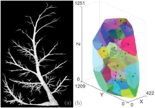 Figure 2. Reconstruction of a segment (a) tree structure (b) lobules generated as Voronoï cells from an equivalent cumulative resistance criterion.