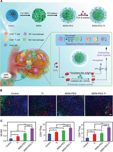 Figure 7 Immunomodulation-enhanced nanozyme-based catalytic therapy strategy for cancer therapy. (A) Schematic illustration of the synthesis and antitumor mechanism of IMSN-PEG-TI. (B) Immunofluorescence images of M1-type (red) and M2-type (green) macrophages in tumor sections from CT26 tumor-bearing mice receiving different treatments, scale bar: 100 µm. (C) The ratios of M1/M2 macrophages, CD4+/Treg cells, and CD8+/Treg cells in tumors of CT26 tumor-bearing mice in different treatment groups detected by flow cytometry. *P < 0.05, **P < 0.01, ***P < 0.001. Reproduced from Xu BL, Cui Y, Wang WW, et al. Immunomodulation-enhanced nanozyme-based tumor catalytic therapy. Adv Mater. 2020:2003563.129 Copyright 2020, Wiley-Blackwell.