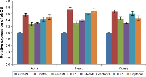 Figure 5 eNOS mRNA expression in aorta, heart, and kidney of the groups.