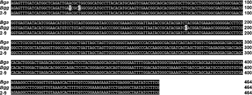 Figure 4. Sequence alignment of 470-bp fragment of the 16S rDNA of the isolate 2-9, B. gladioli pv. galioli (Bga), B. gladioli pv. galioli (Bgg).