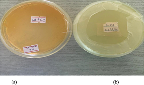 Figure 9. Production of Hydrogen Cyanide (HCN) by PGPR. (A) PGPR strains that produce HCN exhibit a positive reaction, indicated by the presence of HCN production. (B) PGPR strains that do not produce HCN show a negative reaction, confirming the absence of HCN production.