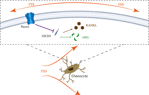 Figure 6. The schematic of the roles of how FSS-mediated Piezo1 ion channel regulates the expression of RANKL/OPG via NOTCH3 in osteocytes. FSS-mediated up-regulation of Piezo1 promotes the expression of OPG and inhibits the expression of RANKL via NOTCH3.