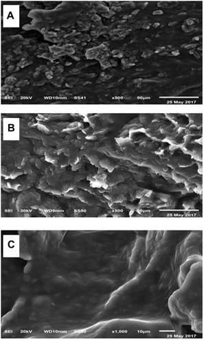 Figure 4 Scanning electron micrograph of (A) maltodextrin powder (uncoated), (B) proniosomes (F3), and (C) niosomes derived from proniosomes.