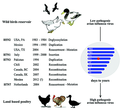 Figure 1. Major genetic changes found in HPAIV that have directly evolved from LPAIV. Shown are the genetic changes found in the hemagglutinin (particularly proteolytic cleavage site; denoted as a red square) that accompanied shifts of low pathogenic avian influenza viruses from wild birds reservoir toward higher pathogenicity in land based poultry. The transition periods ranged from few days to several years. All outbreaks were eradicated while the exclamation mark refers to the on-going H7N3 outbreak in domesticated poultry in Mexico since June 2012.