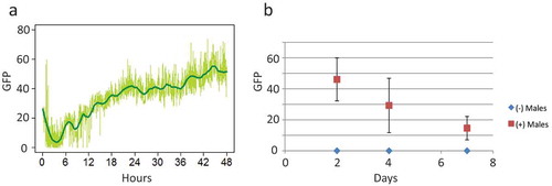 Figure 2. Fluorescent protein synthesis and turnover in free-moving adult Drosophila. (a) Neuronal expression of eGFP. The tissue-general Actin-Gene-Switch[255B] driver strain [Citation87] was crossed to the multi-copy UAS-eGFP strain (‘ultra-GFP’ [Citation29]), and six male progenies were placed in a glass vial with media supplemented with 160 μg/ml mifepristone (RU486). GFP fluorescence was quantified continuously using video and FluoreScore software, and is expressed in relative units (figure adapted from [Citation111]). Light green indicates average GFP intensity per minute and dark green is the LOESS curve. (b) Decay rate of GFP targeted to the mitochondrial matrix. mitoGFP is a mitochondria-targeted form of eGFP created by fusing the human COX VIII mitochondrial targeting signal to the N terminus of eGFP [Citation113]. In a proof-of-principle experiment, the tissue-general Actin-Gene-Switch[255B] driver strain was crossed to the UAS–mitoGFP[AP3] strain [Citation113], and male progeny (1–5 days of age) were placed in vials with media supplemented with 160 μg/ml mifepristone (RU486) or on control media. After 48 hours, all flies were transferred to glass culture vials with control media, at 6 flies per vial, using three replicate vials for drug treated flies and three replicate vials for controls (time 0). The flies were then assayed for GFP fluorescence at the indicated time points using 4 minute videos and FluoreScore software, and the average and SD of the three vials is plotted for each of (-) drug and (+) drug groups. The data suggests an in vivo half-life for mitoGFP of ~3 days