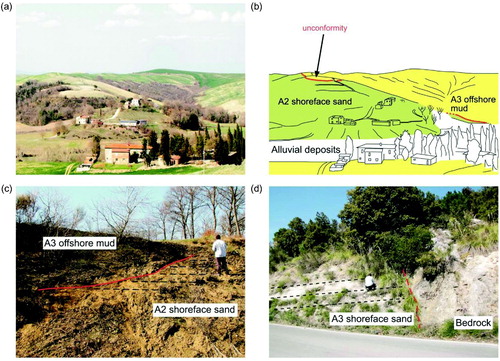 Figure 3. A- Panoramic view of the boundary between A2 and A3 in the surroundings of San Giovanni d'Asso village; B- Sketch of Figure 3A, highlighting the stratigraphic relation between the two alloformations. The solid red line indicates the unconformity which separates A2 and A3; C- Close-up view of the unconformity (highlighted by the solid red line) between A2 and A3 (road cut along the road connecting San Giovanni d'Asso and Montisi villages); D- Angular unconformity (dashed red line) between A3 and pre-Neogene bedrock (surroundings of Montisi village).