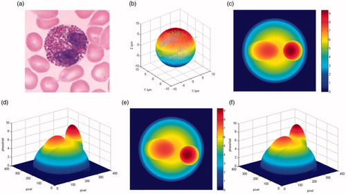 Figure 1. (a) Binucleate cell micrograph; (b) the approximate model; (c,d) the 2D and 3D phase distribution along y axis; (e,f) the 2D and 3D phase distribution along z axis.