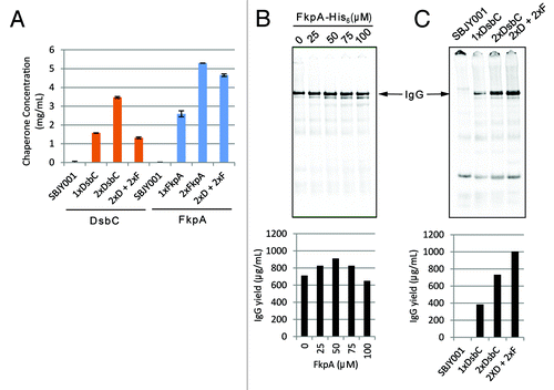 Figure 5. Synergistic effects of FkpA and DsbC on IgG folding. (A) Plasmids driving constitutive expression of one (1x) or two (2x) copies of DsbC or FkpA genes were transformed into E. coli strain SBJY001. Cells were grown to log phase and cell extracts were prepared from the cell pellets. Expressed DsbC or FkpA were detected in the respective extracts by ELISA using a rabbit polyclonal sera. ‘2xD + 2xF’ contains 2 copies of chromosomally integrated DsbC and the 2xFkpA expression plasmid. (B) Purified FkpA was added to a 100 μl OCFS reaction expressing trastuzumab IgG using 2xDsbC extract. (C) Strain engineering of high chaperone concentrations in the extract allowed for increased expression of IgG.