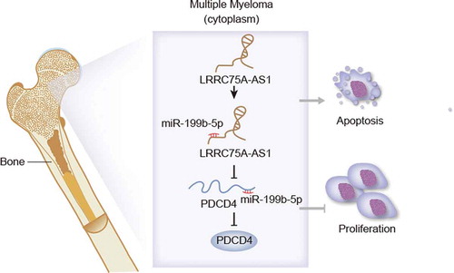 Figure 5. Graphical abstract. LRRC75A-AS1 sponged miR-199b-5p to release PDCD4, leading to inhibited proliferation and induced apoptosis in MM cells