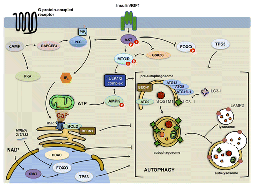 Figure 3. Main pathways regulating the autophagic machinery. Simplified scheme of the major cellular pathways governing autophagic responses in cardiomyocytes. See text for details. Arrows denote stimulation, and T-shaped indicators denote inhibition.