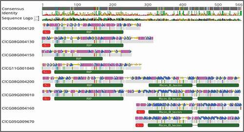 Fig. 2 Alignment of RIP-like sequences identified in the genome of the watermelon cv. ‘Charleston Gray’ and their predicted secondary structures (pink and the blue regions). The top bar indicates the consensus sequence. All the disagreements with the consensus sequence are indicated with colours, with A: red; C: blue; G: yellow and T: green. The grey regions indicate the sequences in agreement. The red bar indicates the signal peptide, and the green bars indicate RIP domain, lectin domain and unknown C-terminal domain. Eight-RIP-like proteins were identified in the genome of ‘Charleston Gray’ and were assigned to three distinct RIP type groups: RIP-I (C1CG11G001040, C1CG08G004120, C1CG08G004130, C1CG08G004150); RIP-II (C1CG09G009010, C1CG08G004200) and non RIP (C1CG08G004160, C1CG05G009670).