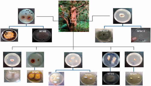 Figure 1. Isolation and macro-morphological characteristics of endophytic fungi isolated from the wood of Taxus fuana.
