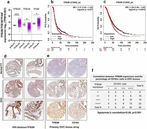 Figure 1. TFB2M expression is positively correlated with TAM infiltration in ovarian tumor tissues A. Comparison of TFB2M/TFB1M/TFAM RNA expression in normal fallopian tube (GTEx-FT, n = 5) in GTEx project and primary ovarian cancer tissues in TCGA (TCGA-OV, n = 418). B-C. K-M survival analysis of PFS (b) and OS (c) in patients with primary ovarian cancer, using data from Kaplan-Meier Plotter. Patients were grouped by the auto select best cutoff of TFB2M expression. D. IHC staining of TFB2M in the normal fallopian tube and primary ovarian cancer tissues in the HPA dataset. Images were retrieved from the following links: https://www.proteinatlas.org/ENSG00000162851-TFB2M/tissue/fallopian+tube and https://www.proteinatlas.org/ENSG00000162851-TFB2M/pathology/ovarian+cancer#ihc. E-F. Representative IHC staining images of TFB2M and CD163 in serial ovarian cancer tissue arrays (e). Correlation between TFB2M expression and percentage of CD163+ cells in 68 ovarian cancer tissues (f). Patients were divided into four groups by the quartile value of TFB2M staining or percentage of CD163+ cells. Spearman’s correlation analysis was conducted. OVC: ovarian cancer. FT: fallopian tube. *p < 0.05, ***p < 0.001.