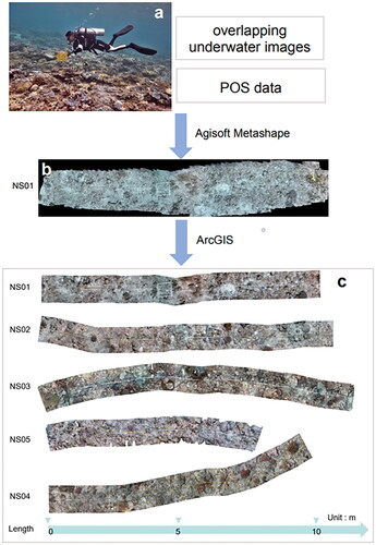 Figure 2. Workflow of methods used to derive the orthomosaics using SfM and subsequent analysis. (a) Laying a transect with the measuring tape and acquiring overlapping images and POS data. (b) Using the Agisoft Metashape to process the images and POS data and to generate orthomosaics of each transect. (c) Orthomosaics of five transects after buffering analysis within ArcGIS.