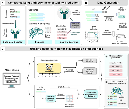 Figure 1. A pipeline to identify scFv thermostability using deep learning. (a) The biological challenge of antibody thermostability prediction from sequences. Antibody thermostability can determine the manufacturability of antibodies in downstream processes. The biological question that we AIM to tackle is whether we can predict the thermal characteristics of an scFv, given its sequence. Available data for this challenge can comprise of the amino acid sequences, structures and calculated energetics. Leveraging antibodies with pre-determined temperature characteristics is paramount, however, the availability is scarce for such a dataset. (b) Thermostability data generation. To generate a dataset of scFv sequences with known temperature-specific features, we determined the loss of target binding of the scFv post high temperature stress to obtain a TS50 measurement. (c) Training a classification network for predicting TS50 bins. One of the approaches is transfer learning with unsupervised models (top branch). We utilized pre-trained BERT-like models (such as ESM1-b, ESM1-v, etc) to make (1) Zero-shot predictions and (2) Fine-tuned predictions with the labeled TS50 dataset. Another approach is to train a supervised model with calculated thermodynamic energies (bottom branch). We used sequence and structure-based features for supervised learning using simple convolutional models to train a classifier. The outcome of such trained ML models can be employed either for predicting thermostability of generated antibody sequences or to computationally validate experimental designs.