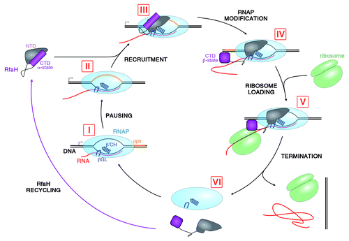 Figure 2. Lifecycle of RfaH. During transcription of RfaH-controlled operons RNAP pauses at the ops element in the leader region (I and II). RfaH, in its autoinhibited form, interacts with the ops DNA via its NTD; the domains then separate, allowing RfaH NTD to bind RNAP (III). Together with β’CH and βGL, RfaH NTD forms a clamp around the nucleic acids chains to increase the processivity of RNAP. The freed RfaH CTD completely refolds from its α-helical form into a β-barrel (IV). The transformed CTD binds S10, recruiting a ribosome to the mRNA, and translation commences (V). After termination of translation, the transcription elongation complex dissociates (VI). The CTD of released RfaH folds back into its α-form and RfaH is recycled into its autoinhibited state, ready for the next round of recruitment.
