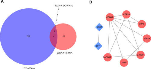 Figure 6 Venn diagram of mRNAs involved in the differentially expressed genes based on four cohorts and ceRNA regulation network, and the protein-protein interaction network of overlapping genes. (A) Venn diagram demonstrates the intersections of 13 genes between 282 DEmRNAs of four datasets and 62 mRNAs of ceRNA regulation network. (B) The network was constructed by the STRING database for overlapping 9 genes if their connections contain more than two proteins. Red indicates upregulated genes and blue indicates downregulated genes. The network was visualised by Cytoscape software.