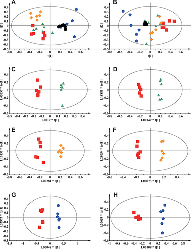 Figure 5 Score plots from PCA and OPLS-DA analysis. (A) PCA score plot in positive mode; (B) PCA score plot in negative mode; (C) OPLS-DA score plot for N vs CAR in positive mode; (D) OPLS-DA score plot for N vs CAR in negative mode; (E) OPLS-DA score plot for N vs ARP in positive mode; (F) OPLS-DA score plot for N vs ARP in negative mode; (G) OPLS-DA score plot for N vs ACB in positive mode; (H) OPLS-DA score plot for N vs ACB in negative mode. Black circles: QC; red squares, N group; green triangles, CAR group; Orange diamonds, ARP group; blue pentagons, ACB group.