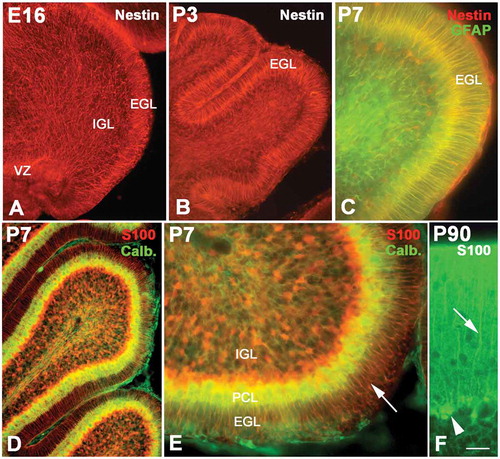 Figure 2. The development of radial glial cells in cerebellum. Photo A shows the radial glial cells (red) at E16 (Nestin immunolabeling), whose processes spanned from the ventricular zone (VZ) to the pia. However, their distribution patterns were quite different in different areas. In the superficial zone of the cerebellum, such as the external granular layer (EGL), the processes were arranged in an orderly radial pattern, but in the internal granular layer (IGL), their arrangement was in relative disorder. With age increase, the EGL became wide with the typical radial pattern for the processes of radial glial cells (B). Photo C shows the P7 cerebellum with Nestin and glial fibrillary acidic protein (GFAP) double immunolabeling. The structure of the cerebellum became more typical at P7. At this age, the radial glial cells expressed both Nestin (red) and GFAP (green). Photo D shows the radial glial cells (red) stained with S100 immunolabeling, and the Purkinje cells (green) were stained with calbindin immunochemistry. Photo E is the high magnification of photo D. At this age, the radial glial cells assumed the shape of typical Bergmann cells. Their cell bodies were located in the Purkinje cell layer (PCL), and the processes extended into the EGL. A high magnification of Bergmann cells (green) with cell bodies (arrow head) and processes (arrow) is also showed in photo F with S100 immunochemistry. Scale bars: A and B:, 100 µm; C: 30 µm; D: 60 µm; E: 25 µm; F: 15 µm.