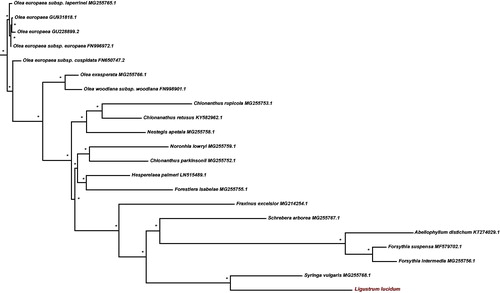 Figure 1. The best Maximum likelihood (ML) phylogram inferred from 21 chloroplast genomes in Oleaceae (bootstrap value are indicated on the branches, ‘*’ denotes a fully supported node).