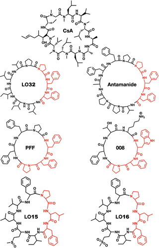 Figure 4. Immunosuppressive activity of natural cyclopeptides (LOs, antamanide, cycloamanides, PFF, 008) resides in their -Pro-Xxx-Phe- fragment, where: Xxx is a hydrophobic (e.g., Leu, Val) or Xxx is aromatic (e.g., Phe, Trp, Tyr). LO32 exhibited immunosuppressive activity similar to CsA (Siemion, Cebrat, and Wieczorek Citation1999; Kessler et al. Citation1986b).