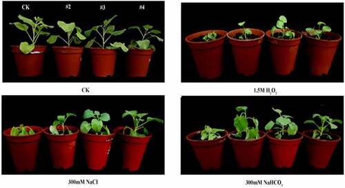 Figure 5. The relative stress tolerance of wild-type and transgenic plants (2, # 3, # 4) in reproduction stage was studied. The plants grown on the soil with 1.5 M H2O2, 300 mM NaCl or 300 mM NaHCO3 or without (CK).