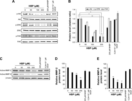 Figure 5 Inhibition of expression of endothelial cell-migration markers and cell-invasive factors.Notes: *P<0.05; **P<0.01 obtained using the Student’s t-test. Values expressed as mean ± standard deviation from three individual experiments. (A) After HUVECS had been incubated with HBP-treated TCM for 24 hours, levels of p-Akt, p-ERK, and p-FAK were determined via Western blot analysis. (B) ERK, Akt, and FAK phosphorylation were quantified using ImageJ software. Each column indicates phosphorylation relative to that from cells in TCM not treated with HBP. (C) After HUVECS had been incubated with HBP-treated TCM for 24 hours, the levels of MMP2 and MMP9 in the cells were determined via Western blot analysis. (D) The MMP-2 and (E) MMP-9 were quantified by using ImageJ software.Abbreviations: HUVECs, human umbilical vein endothelial cells; TCM, tumor cell-conditioned medium; NHBP, non-HBP.