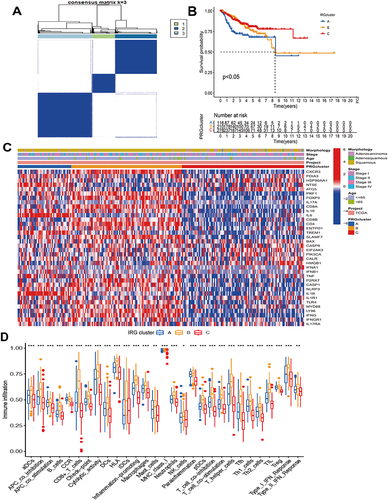 Figure 3 Consensus clustering analysis based on immunogenic death-related genes (IRG) expression. (A) IRG clustering grouping of all samples (k = 3). (B) Survival differences in IRG clustering groups. (C) Heat map of IRG expression in different clustering groups. (D) The abundance of each immune cell in IRG clustering groups (*p < 0.05, **p < 0.01, and ***p < 0.001).