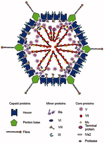 Figure 1. A schematic picture of the adenovirus particle showing the locations of the different capsomeres. Modified from (Citation4).