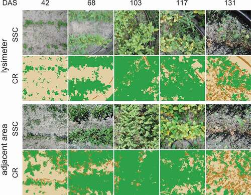 Figure 3. Progress of soil cover at the lysimeter (upper two rows) and adjacent area (lower two rows) for selected dates in days after seeding (DAS). Soil surface cover images (SSC) above corresponding classification results (CR), respectively.