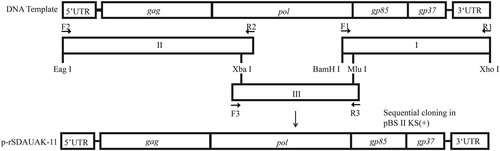 Fig. 4 Schematic diagrams showing the construction of p-rSDAUAK-11 and p-rRSDAUAK-11.F1/R1, F2/R2, and F3/R3 were primers used for amplification of the whole genome of SDAUAK-11. Xba I and Mlu I were restriction enzyme sequences located in the genome itself, while Eag I, BamH I, and Xho I were incorporated into the amplicons. With the exception of Mlu I, the other four restriction enzymes can be found in pBlueScript II KS. Amplicons I, II, and III were inserted into pBlueScript II KS in order using restriction enzyme digestion. Amplicon I was first inserted into pBlueScript II KS via BamH I and Xho I; amplicon II was then inserted via Eag I and Xba I; and finally, amplicon III was inserted into the genome itself via Xba I and Mlu I