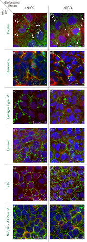 Figure 6. Immunocytochemical staining of HCEC 24 h after detachment and transfer. HCEC were cultured for eight days on PVME50–PNiPAAm40–PVMEMA10 carriers functionalized with LN/CS or cRGD and subsequently transferred onto biofunctionalized, polymer-coated cover slips. (a), (b) Ellipsoid shaped paxillin signals (white arrowheads). (c), (d) Fibronectin fibers. (e), (f) Collagen type IV fibers. (g), (h) Laminin. (i), (j) Correct lateral localization of membrane-bound ZO-1. (k), (l) Na+/K+-ATPase α1 associated to the lateral cell membranes. Antigens of interest are shown in green (Alexa Fluor®488), F-actin fibers in red (Phalloidin) and the nuclei in blue (Hoechst). n = 3.