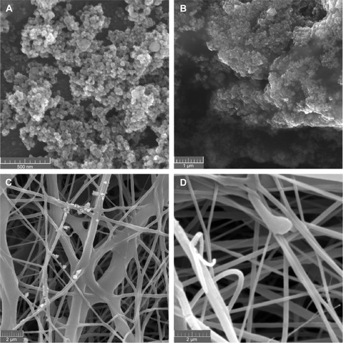 Figure 1 (A and B) High-resolution scanning electron microscopy of the bare MNPs and the thawed scaffold with MNPs; (C and D) scanning electron microscopy of the nanofiber scaffold with and without MNPs.Notes: (A) MNPs (magnification ×65,000); (B) thawed PCL-MNPs (magnification ×20,000); (C) PCL-MNPs (magnification ×7,500); (D) PCL scaffold (magnification ×12,000).Abbreviations: MNPs, magnetic nanoparticles; PCL-MNPs, poly-ε-caprolactone scaffold with magnetic nanoparticles; PCL, poly-ε-caprolactone.