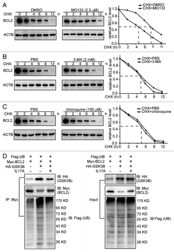 Figure 6. IL17A suppresses ubiquitination of BCL2. (A) MG132 inhibition of proteasome blocks degradation of BCL2. Cells were treated with MG132 (2.5 μM) for 2 h, and then added with CHX for the indicated times. BCL2 was immunoblotting with the indicated antibody. (B and C) Inhibition of autophagy-lysosomal pathway by 3-MA or chloroquine does not affect the degradation of BCL2. Cells were treated with 3-MA (2 mM) or chloroquine (100 μM) for 12 h before added with CHX for indicated times. And cell lysates were extracted for western blotting with anti-BCL2 antibody. (D) IL17A eliminates the ubiquitination of BCL2 induced by GSK3B. Cells were transfected with ubiquitin-Flag, BCL2-Myc, and GSK3B-HA expression plasmids for 24 h before added with IL17A (30 ng/ml), for another 2 h. Cell lysates were immunoprecipitated with an anti-Myc antibody. The precipitates were detected by anti-Flag antibody, anti-HA antibody and anti-Myc antibody.