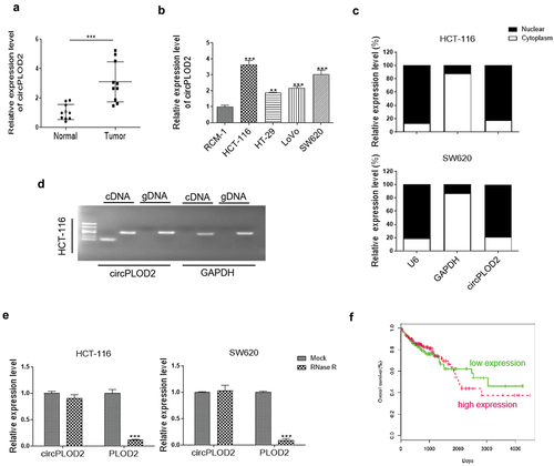 Figure 1. CircPLOD2 was increased and associated with the poor prognosis of colon cancer. (A) qRT-PCR analysis of circPLOD2 between colon cancer and related normal colon tissues (n = 10 per group). ***p < 0.001 vs. the tumor group. (B) Relative expression of circPLOD2 in colon cancer and normal colon cell lines. **p < 0.01, ***p < 0.001 vs. the RCM-1 group. (C) The expression level of circPLOD2, U6 and GAPDH located in the cytoplasm and nuclear of HCT-116 and SW620 cells were determined by nuclear-cytoplasmic fractionation assay. (D) Representative image of the gel electrophoresis was performed for the existence of circPLOD2 in HCT-116 cells. GAPDH was used as the linear control. (E) Relative expression of linear PLOD2 and circPLOD2 in HCT-116 and SW620 cells with or without RNase R treatment was measured by qRT-PCR. (F) The overall survival rate of the patients with high or low circPLOD2 expression was analyzed using the Kaplan-Meier method. N = 3, all data were represented as mean ± SD.