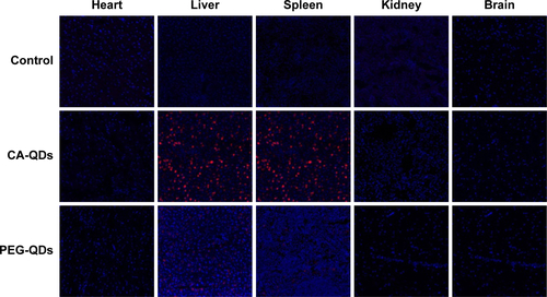 Figure S5 The tissue biodistribution of different charged QDs in major organs at 24 hours postinjection.Note: The nuclei were stained by DAPI (blue), and the signal of QDs (red) was acquired with confocal fluorescence microscopy.Abbreviations: CA, carboxylic acid; DAPI, 4′,6-diamidino-2-phenylindole; PEG, polyethylene glycol; QDs, quantum dots.