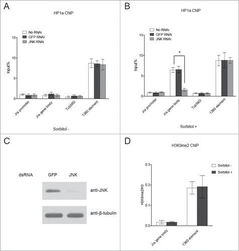 Figure 2. Jra recruits HP1a to its gene body region under osmotic stress. (A) HP1a is not localized to Jra gene under unstressed conditions. S2 cells treated with JNK dsRNA were directly subjected to ChIP analysis using anti-HP1a antibody followed by quantitative Real-Time PCR analysis. S2 cells treated with GFP dsRNA or without any dsRNA are used as negative control. 1360 element and Tub56D gene body region served as a positive control and a negative control for HP1a binding. Three independent experiments were represented as mean ± s.d. (B) HP1a is enriched in Jra gene body region under osmotic stress. S2 cells were treated with JNK dsRNA to deplete JNK, and then treated with sorbitol before ChIP-qRT-PCR analysis. As a control, S2 cells were treated with GFP dsRNA or without any dsRNA, and then treated with sorbitol before ChIP-qRT-PCR analysis. Three independent experiments were represented as mean ± s.d. *P < 0.001 (unpaired Student's t-test). (C) Western blot assay was performed to verify JNK knockdown efficiency. (D) The recruitment of HP1a to the Jra gene body region is independent of H3K9 methylation. S2 cells treated with or without sorbitol were subjected to ChIP assay using anti-H3K9me2 antibody followed by qRT-PCR. The enrichment of H3K9m2 was normalized to that of histone H3. Three independent experiments were represented as mean ± s.d.
