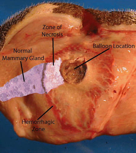 Figure 9. Mammary gland with superimposed histologic section.