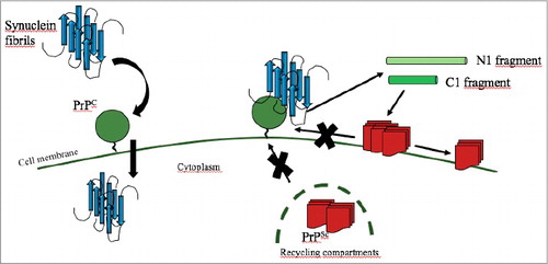 Figure 2. Schematic cartoon showing a proposed model for the interaction between PrPC (green circle), PrPSc (red square) and α-synuclein fibrils (in blue). On the left, α-synuclein fibrils bind to PrPC and are internalized by cells. On the right, when α-synuclein fibrils are bound to PrPC, the interaction between PrPC and PrPSc is hampered and the conversion cannot take place. The interaction with α-synuclein fibrils increases the processing of PrPC into the fragment N1 (light green) and C1 (bright green). C1 fragment has a neuroprotective effect and promotes the clearance of the accumulated PrPSc.