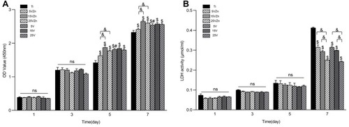 Figure 7 CCK-8 (A) and LDH activity (B) results of RAW264.7 cells after culturing for 1, 3, 5 and 7 days on different surfaces.Notes: Data are expressed as the mean ± standard deviation (n=3). nsDenotes no statistical significance between all different groups. $Denotes the statistical significance between Ti and other groups. #Denotes the statistical significance between each Zn-incorporated TNT group and its TNT counterpart group. &Denotes the statistical significance between different labeled groups. ($P<0.05, #P<0.05, &P<0.05, ANOVA.)Abbreviations: CCK-8, cell counting kit-8; LDH, lactate dehydrogenase.