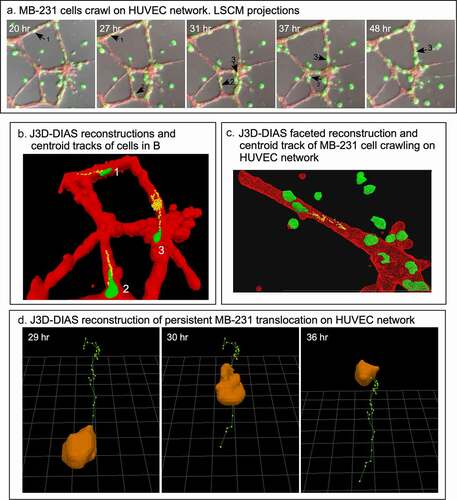 Figure 8. MB-231 cells attached to HUVEC networks translocate along the network branches in a persistent, directed fashion. (a) Merged LSCM projection images of MB-231 over time, with select translocating cells numbered. (b) J3D-DIAS generated centroid tracks plotted at 10 minute intervals of MB-231 cells translocating along HUVEC branches (cell 1 and 2) and node (cell 3) of a HUVEC network. (c) A second example of a J3D-DIAS generated centroid track of an MB-231 cell translocating along a HUVEC branch. The cell and HUVEC branch were reconstructed using facets. (d) Centroid track of a solitary MB-231 cell plotted at 10 minute intervals. The cell reconstruction is presented at the beginning of the track in panels B and C and at time points in d