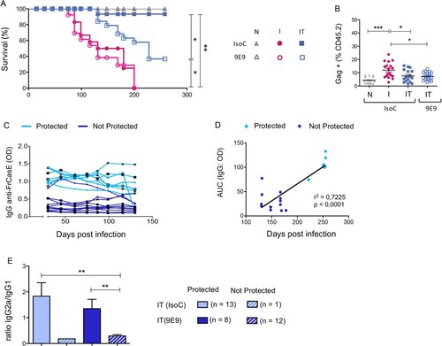 Figure 7. Effect of FcγRIV-blocking on the immune protection of infected/treated mice. (A). Effect of FcγRIV-blocking on mice survival: naive (N; grey triangle), infected/non-treated (I; red circle) and infected-treated (IT; blue square) mice, with either FcγRIV-blocking mAb (9E9; empty shapes) or isotype control (IsoC; full shapes). Results represent 2 independents experiments with 6–11 animals per group of infected/non-treated (I) and infected treated (IT) mice, and 4–5 per group of naive mice. (B). Effect of FcγRIV-blocking on the viral propagation. Splenocytes from naïve (N), infected/non-treated (I) and infected/treated (IT) mice, treated or not with FcγRIV-blocking mAb antibody, were analyzed by flow cytometry on day 14 p.i. for retroviral positivity of splenocytes (percentage of Gag+ cells) gated in the CD45.2+ population. Data represent 4 independent experiments, with at least 4–5 mice (I and IT) per group and 2–3 mice for control group. Statistical significance was established using a parametric 1-way ANOVA test with Bonferroni’s multiple comparisons post-tests (C). FrCasE specific humoral response in infected/treated mice upon FcγRIV-blocking. Anti-FrCasE IgG production was quantified over time, by ELISA, for each group of infected/nontreated, and infected/treated mice. (D) Correlation between serum anti-FrCasE IgG levels and survival times in infected/treated mice upon FcγRIV-blocking. Serum anti-FrCasE IgG levels were evaluated as area under curve (AUC). Data were analyzed using the Pearson correlation test. (E) High IgG2a /IgG1 ratio is associated with disease protection in infected/treated mice. Serum anti-FrCasE IgG1 and IgG2a levels at day 72 p.i. were quantified by specific ELISA. All infected treated/mice with FcγRIV-blocking (9E9) (n = 20), or not (IsoC) (n = 14) were evaluated for such a correlation for virus-specific IgG2a /IgG1 ratio. The data represent 2 independent experiments. Data are expressed as mean ± SEM. Statistical significance was established using a parametric 1-way ANOVA test with Bonferroni’s multiple comparisons post-tests. (*p < 0.05; **p < 0.01; ***p < 0.001).